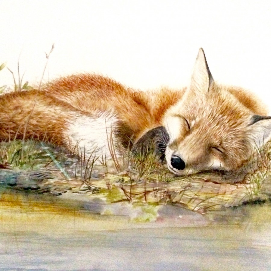 Red Fox by Linda Latham