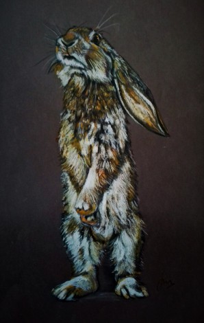 Frank - Lop-eared Bunny