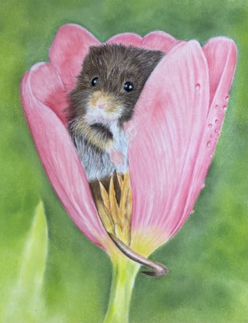 Pastel painting of little harvest mouse inside pink tulip