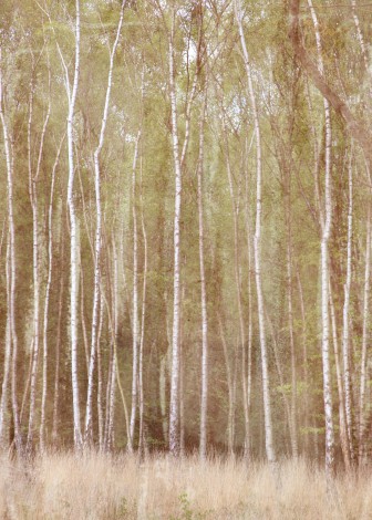 Woodlands#1 - Canvas