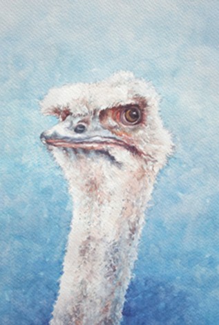 the Look.Ostrich.Humorous look and stare.