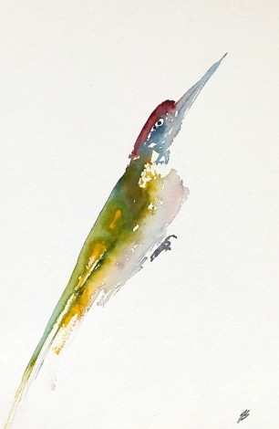 A Rather Cross Woodpecker