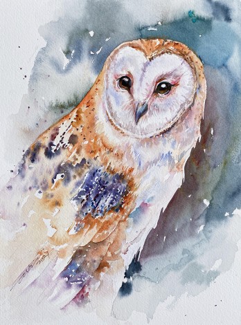 Barn Owl Beeley