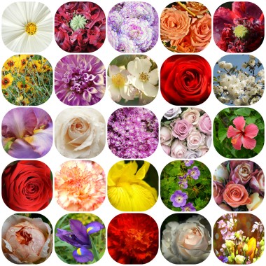 A Variety of Flowers