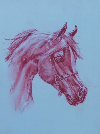 Drawing of Arab Horse