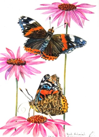 Red Admiral Butterflies on Echinacea Flower. Botanical Watercolour.