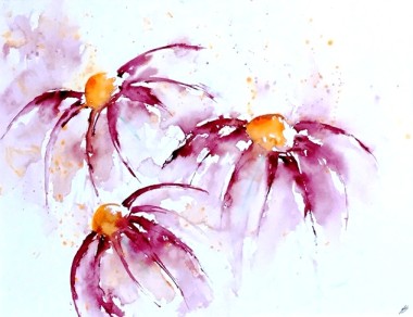 Echinacea in the Rain