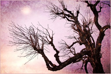 Print of a tree silhouette in a purple sky
