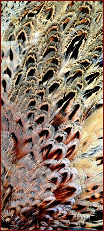 Feather Abstract