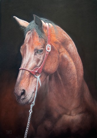 Warmblood horse portrait