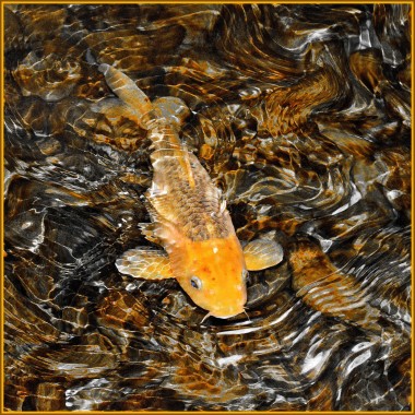 A goldfish in shallow water, photo