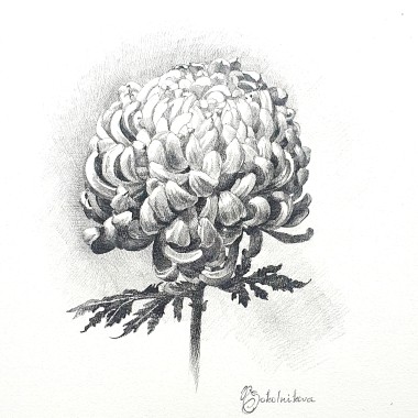 Chrysanthemum 2023
