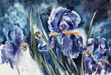 Blue Irises#5