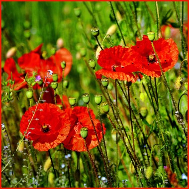 Poppies in a meadow, photo