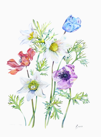 Poppy Anemone Flowers