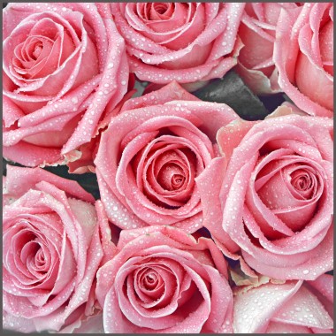 Closeup of pink roses, photo