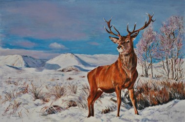 Hunted stag in Scottish Mountains