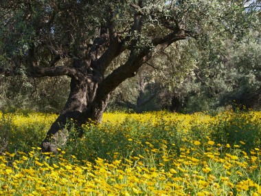 The Old Olive Grove
