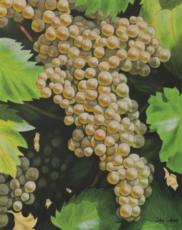 White grapes